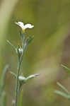 Pasture heliotrope